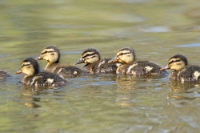 Anas platyrhynchos (Pulcini di germano reale)